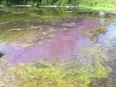 algal bloom