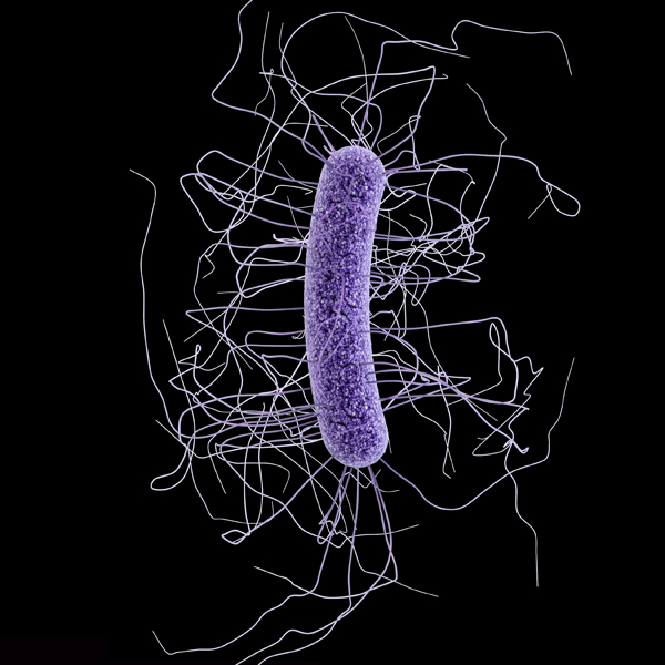 C. difficile Medical Illustration 