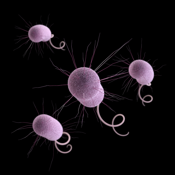 Pseudomonas aeruginosa Medical Illustration