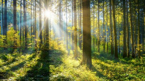 US Businesses, Governments and Non-Profits Join Global Push for 1 Trillion Trees TRAVELINDEX