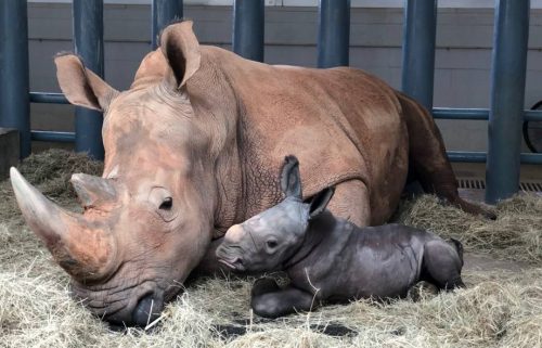 Endangered White Rhino Baby Born at Disney's Animal Kingdom - TRAVELINDEX