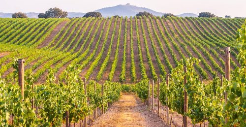 Wine Tourism and Rural Development strategies to support recovery will be discussed in Portugal on 9-10 September 2021-TRAVELINDEX Wine Tourism and Rural Development Discussed in Portugal in September 2021