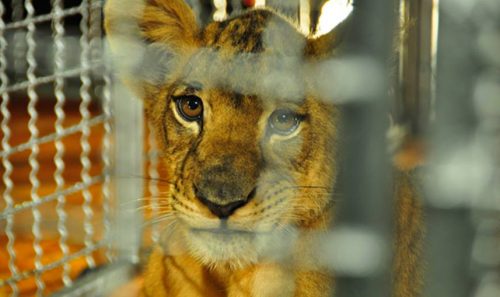 WTTC Release Key Guidelines for Prevention of Illegal Wildlife Trade