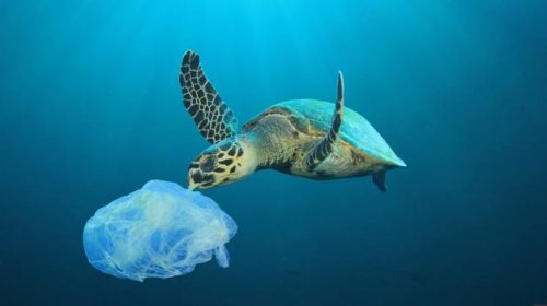 Global Tourism Plastics Initiative Releases First Progress Report