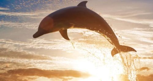 World Leaders Call for Urgent Action to Protect the Oceans-TRAVELINDEX-ONE-ISLAND-SUMMIT World Leaders Call for Urgent Action to Protect the Oceans