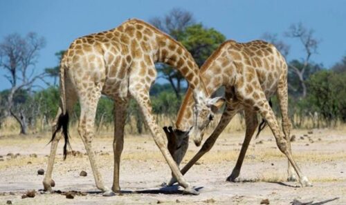 Wilderness Safaris Supports Giraffe Conservation Research - TRAVELINDEX